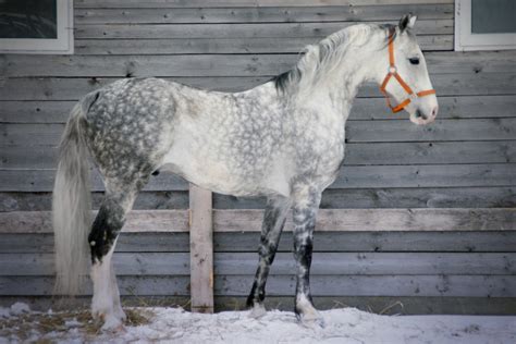 Pretty Dappled Grey Dapple Grey Horses Grey Horse Beautiful Horses