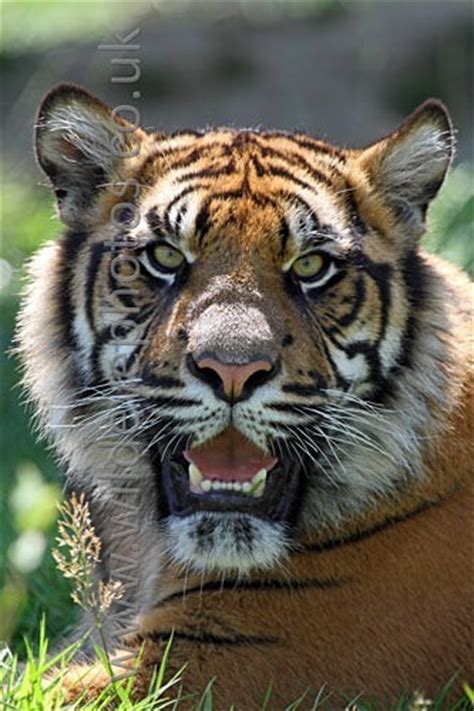 Smiling Tiger