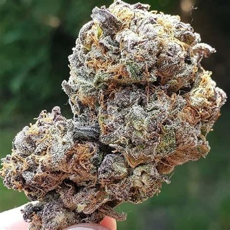 Top 7 Strongest Cannabis Strains In 2020 Strains And Products Wheres Weed Blog