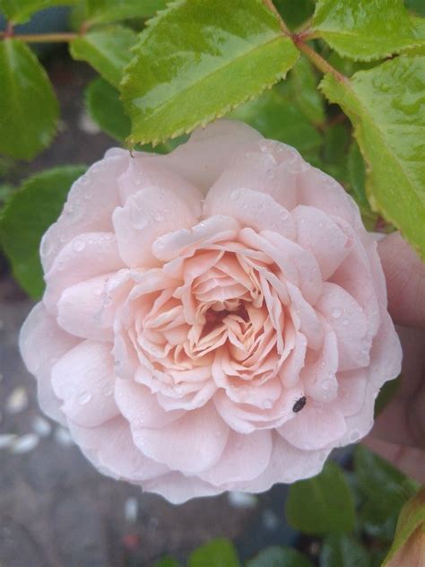 Emily Brontë Rose From David Austin Collection Emily Bronte David