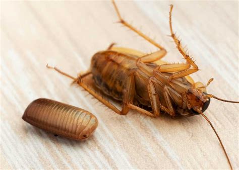 Cockroach Eggs Homeowner Guide 16 Things Size Appearance Hatch 🪰 The Buginator