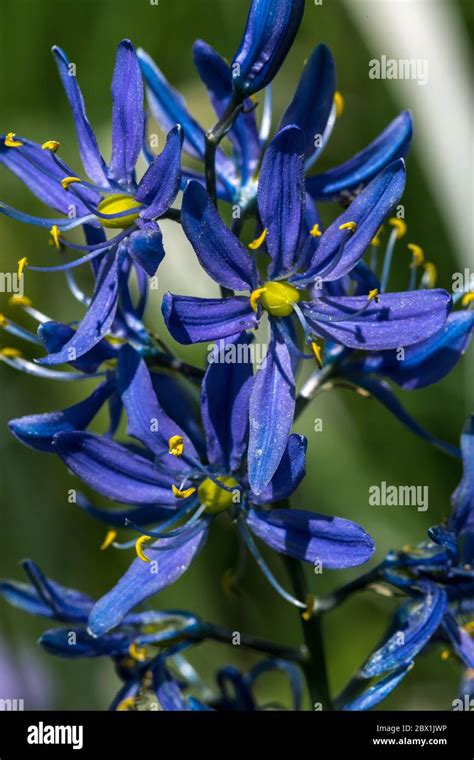 Flower Of Common Camas Camassia Quamash Stock Photo Alamy