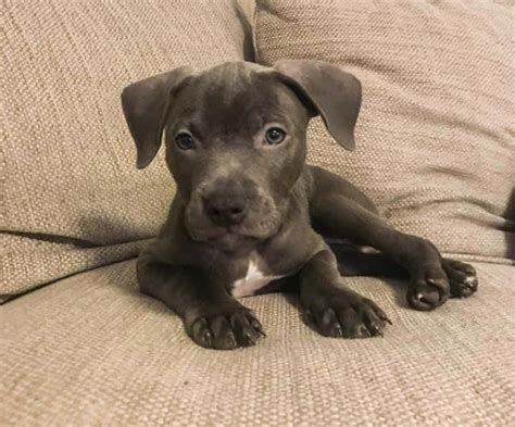 American Pit Bull Terrier Puppies For Sale Bay City Tx 309487