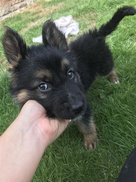 Stunning Puppies For Sale German Shepherd For Sale Near Me In