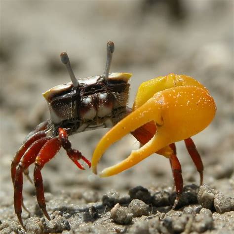 Existen aproximadamente entre 5.000 y 7.000 especies de cangrejos procedentes de mar o de río. CANGREJO VIOLINISTA: Cuidados, Alimentación, Curiosidades ...