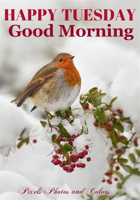 Happy Tuesday Good Morning Winter Quote Pictures Photos