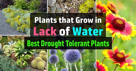 24 Best Drought Tolerant Plants That Grow In Lack Of Water Balcony
