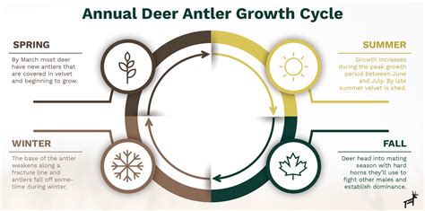 3 Most Important Factors For Deer Antler Growth