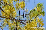 Pictures of Tree With Long Yellow Flowers
