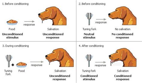 🌈 Learning Theory Classical And Operant Conditioning 4 Theories Of