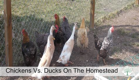 Chickens Vs Ducks On The Homestead