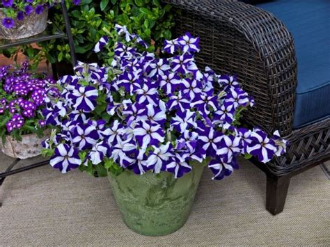 Petunia Grandiflora Tritunia Blue Star Muller Seeds