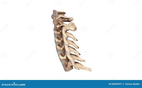 Cervical Spine Lateral View Stock Illustration Illustration Of Bony