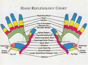Human Anatomy Physiology Hand Reflex Zones Chart Anatomy
