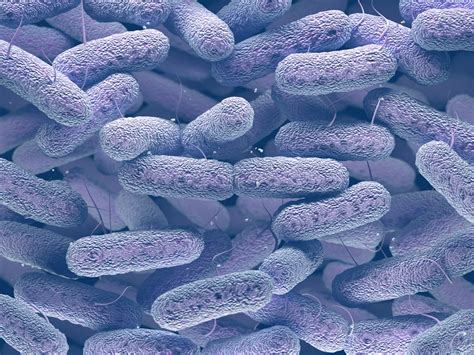 Synbiotic 7 With 40 Billion Live Probiotic Cultures Link Nutrition