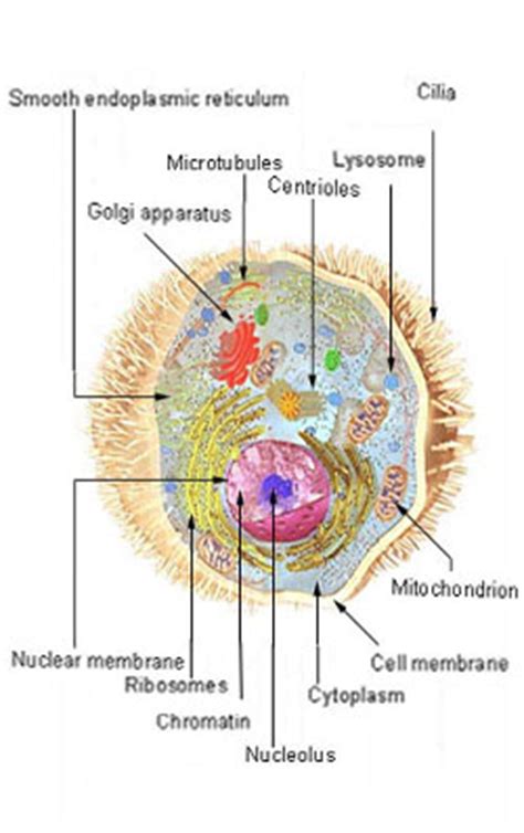 These cells contain many more 'parts' than an animal cell, and a classic. Medibiz Tv | Articles