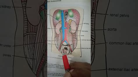 Abdominal Anatomy Youtube