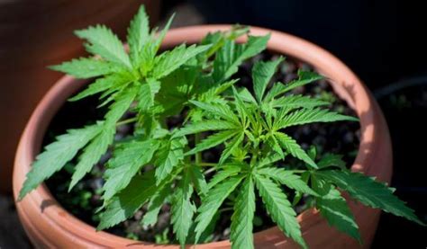 Coltivare marijuana permette di risparmiare molti soldi e di sapere esattamente cosa contiene l'erba che si sta usando, senza rischiare di assimilare sostanze tossich. Sedici parlamentari hanno ammesso di coltivare cannabis in ...
