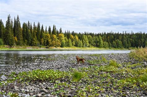 River In The Northern Taiga Stock Photo Image Of Nature Trip 203782402