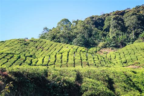 Cameron Highlands Malaysia Things To Do 2024 Ck Travels