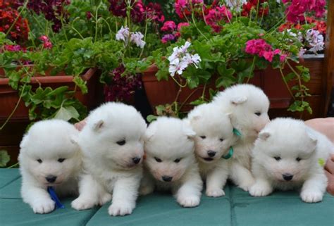 Samoyed Dog Dogs Canine Baby Puppy