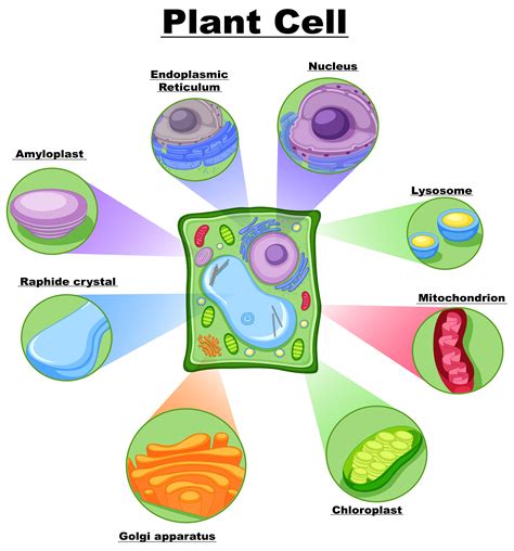 Plant Cell Diagram Vesicle Cell Structure Its Organisation In