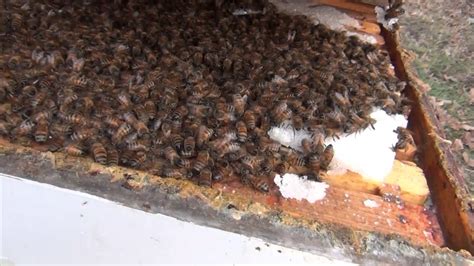 While the question may be interesting to contemplate, it illustrates the vital partnership between plant and pollinator, and how one needs the. Feeding Bees In The Winter: Inspecting A Winter Bee Kind ...
