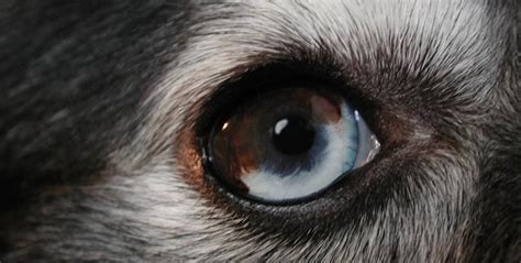 Dog Eyes Up Close
