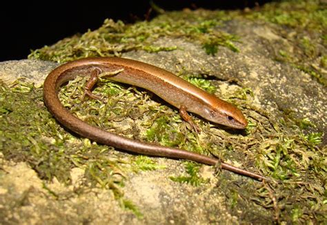 Little Brown Skink Brad Gloriosos Personal Website Amphibians And