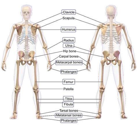 long bones  human anatomy  highlighted image