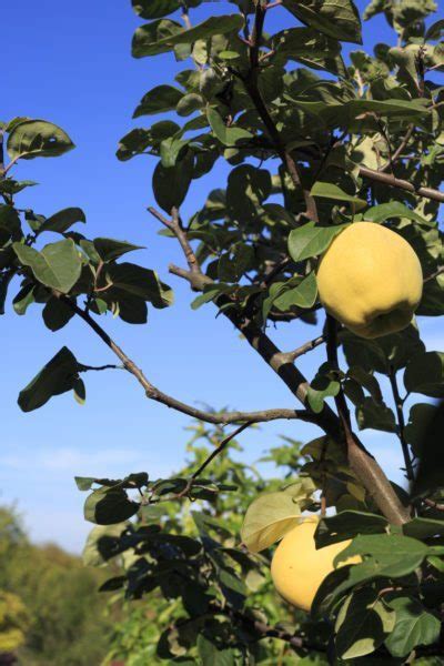 Generally, fruit trees are pruned to develop a desired tree shape, to improve fruit quality, and to improve air circulation within the tree, which will reduce the potential for disease. Fruit Tree Quince Pruning - When And How To Prune A Quince ...