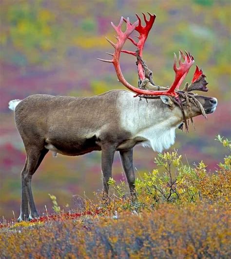 Reindeer Caribou Antlers Arent Just For The Males Females Own Them