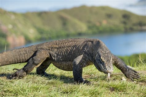 I draghi di komodo sono così famelici che attaccano anche gli esemplari più giovani della loro stessa specie. "Isola di Komodo: scoprire gli stupefacenti draghi ...