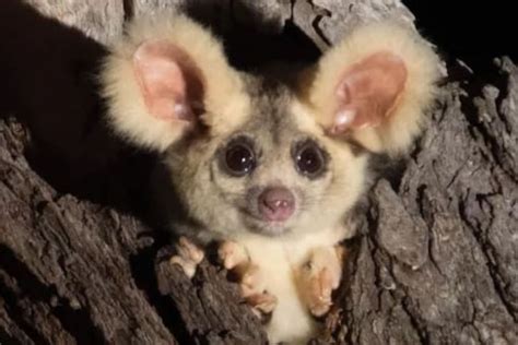 Two New Flying Marsupial Species Discovered In Australia And Its