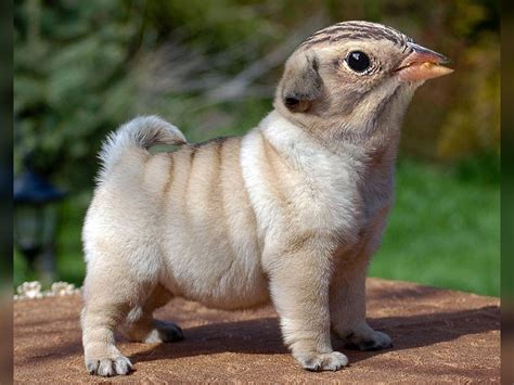 Engineer Digitally Created The Wildest Animal Hybrids Ever Seen What