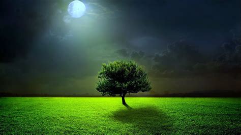 Evening With Lonely Tree Fondos De Pantalla Gratis Para Escritorio