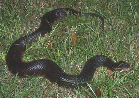 How To Identify A Water Moccasin Outdoor Basecamp