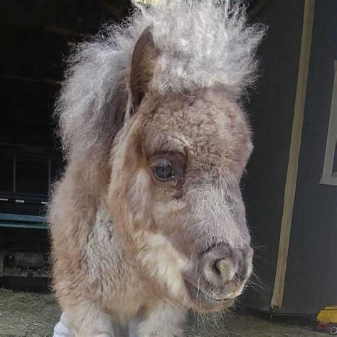 This Dwarf Pony Needed Help To Walk See How He Runs Now For The First