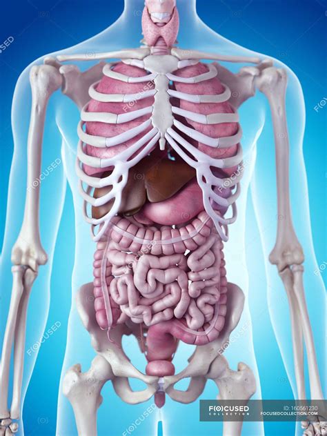 Skeletal System Organs List