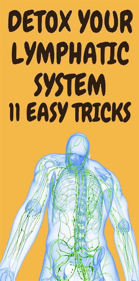 Natural Lymphatic System Detox Remedies To Help Your Body With Images