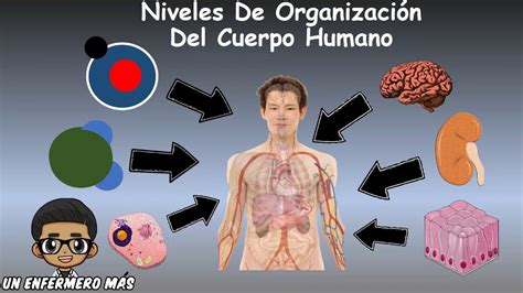 6 Niveles De Organizacion Del Cuerpo Humano Dinami
