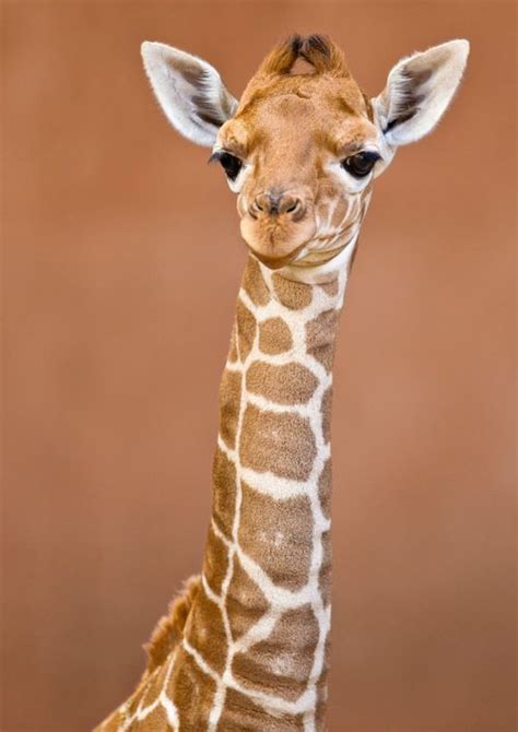 25 Best Giraffes Images On Pinterest Baby Giraffes