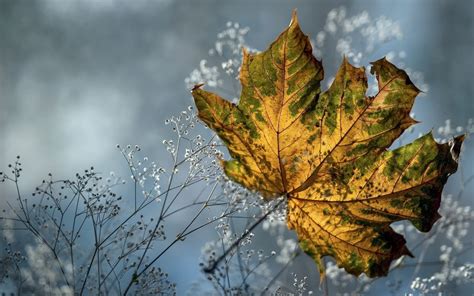 Download Wallpapers Autumn Nature Grass Yellow Leaf For Desktop With