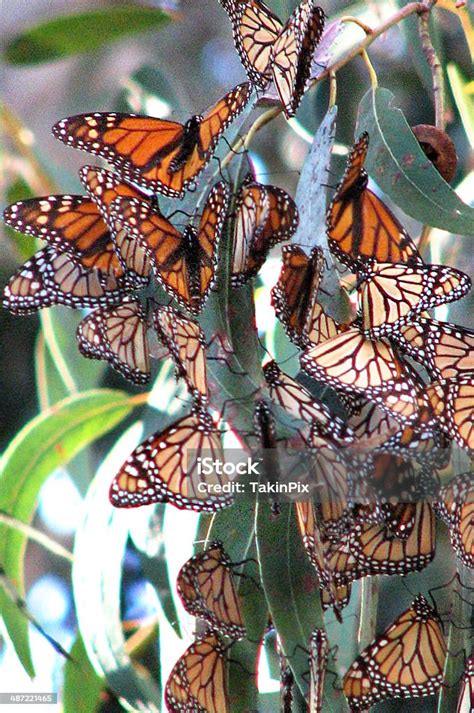 Monarch Butterflies Clustering Stock Photo Download Image Now