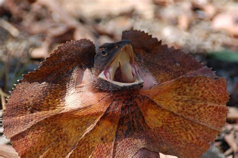 10 Weirdest Lizards Youre Ever Likely To See Odd Or What Page 9