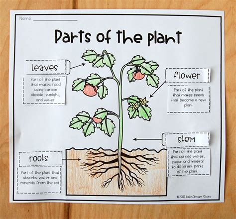 Parts Of The Plant Interactive Notebook Interactivenotebook Plants