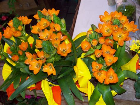 The yellow and orange flowers tend to symbolize joy, happiness and positive energy while the purple flower, a rarer breed, symbolizes both beauty and blooming in spring, the star of bethlehem is a beautiful flower to add to your own garden. Orange Star plant. My grandma just bought me one and I ...
