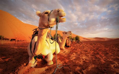 Wallpaper Camels Rest Desert 2560x1600 Hd Picture Image