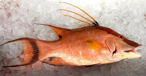 15 Strangest Fish Ever Caught In The History Of Mankind