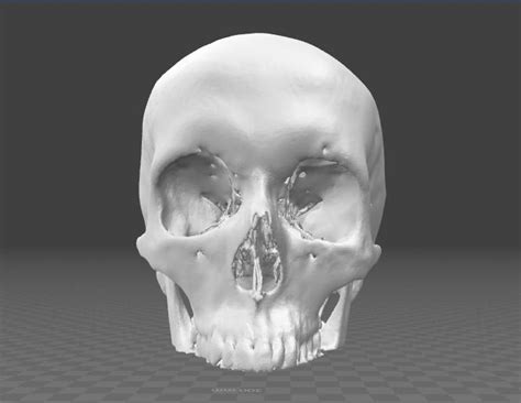 3d Model Human Skull Male Age 32 Cgtrader